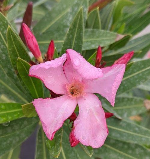 Nerium oleander