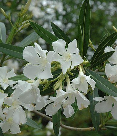 Nerium oleander