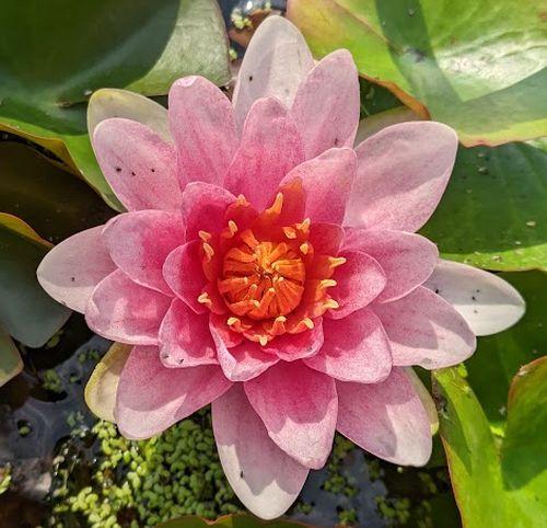 Nymphaea 'Marliacea Carnea'