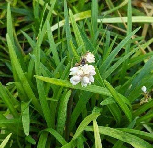 Ophiopogon planiscapus