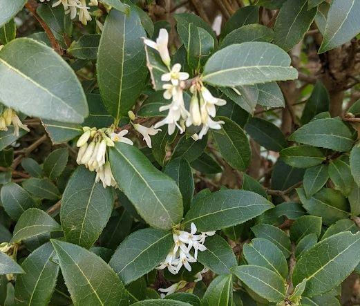 Osmanthus burkwoodii