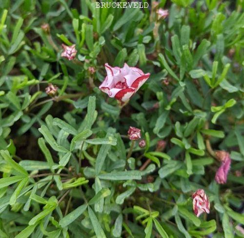Oxalis versicolor 'Flore Pleno'