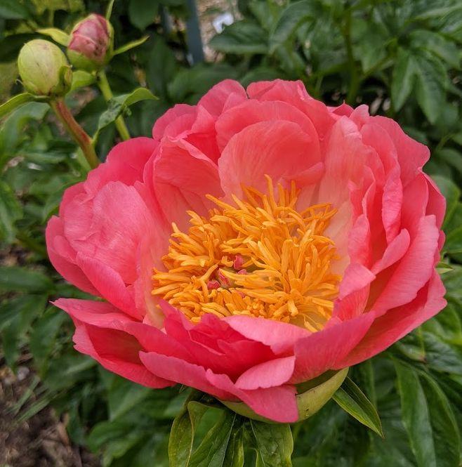 Paeonia Lact. 'Coral Sunset'