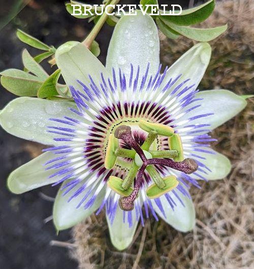 Passiflora caerulea