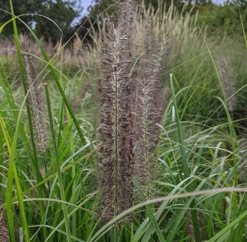 Pennisetum alo. 'Black Beauty'