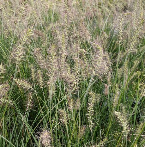 Pennisetum alo. 'Little Bunny'