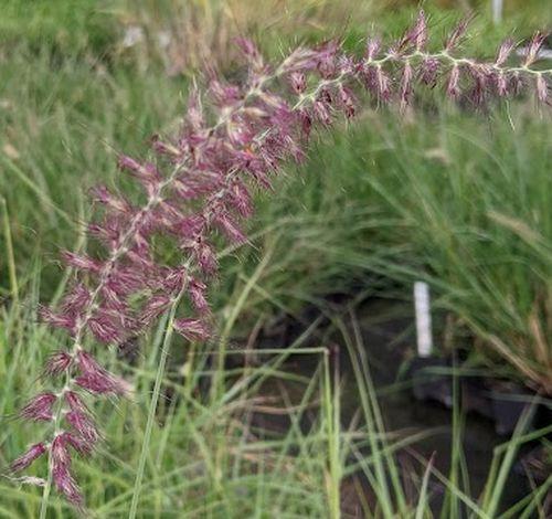 Pennisetum orientale  'Flamingo'