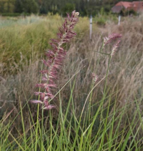 Pennisetum orientale  'Flamingo'