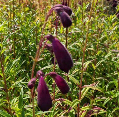 Penstemon 'Raven'