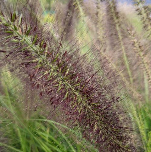 Pennisetum alo. 'Red Head'