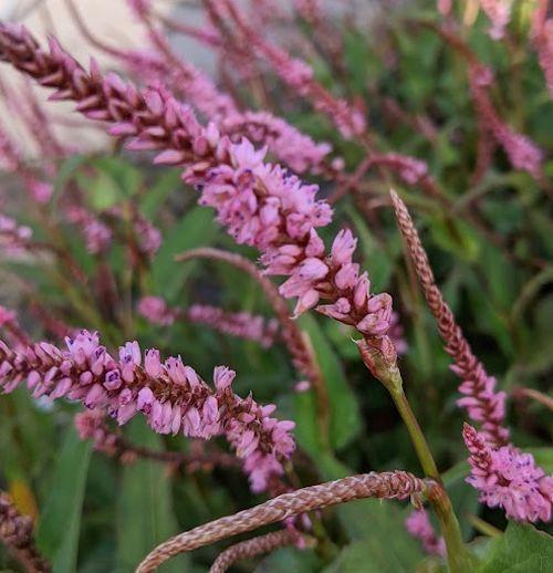 Persicaria amp. 'Pink Elephant' 'PBR