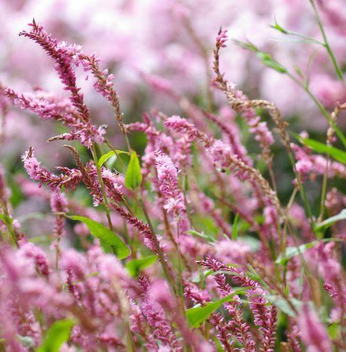 Persicaria amp. 'Pink Elephant' 'PBR