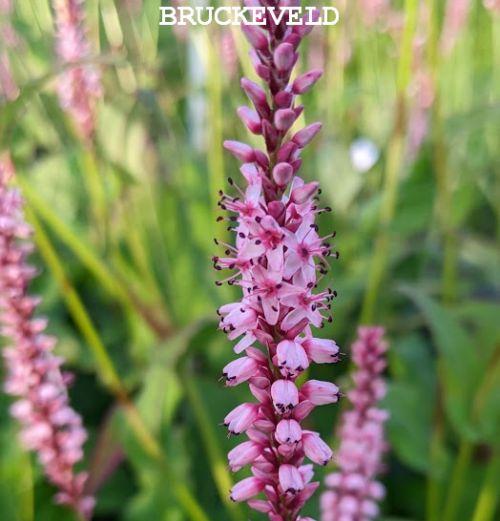 Persicaria amp. 'Rosea'