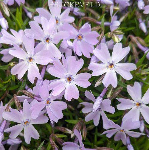 Phlox Sub. 'Emerald Cushion' Blue'