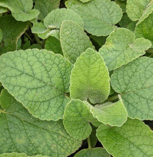 Phlomis russeliana (samia HORT.)