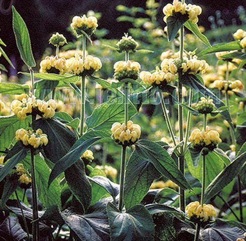 Phlomis russeliana (samia HORT.)