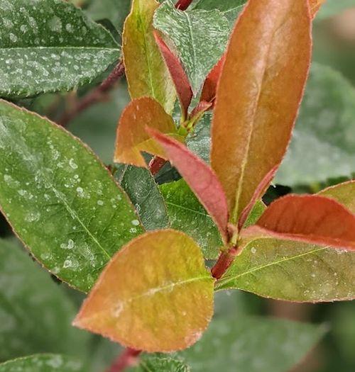 Photinia fraseri 'Carré Rouge' (Mandarino)