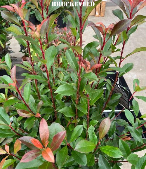 Photinia fraseri 'Carré Rouge' (Mandarino)