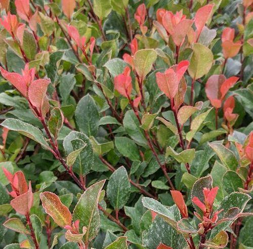 Photinia fraseri  'Little Red Robin'