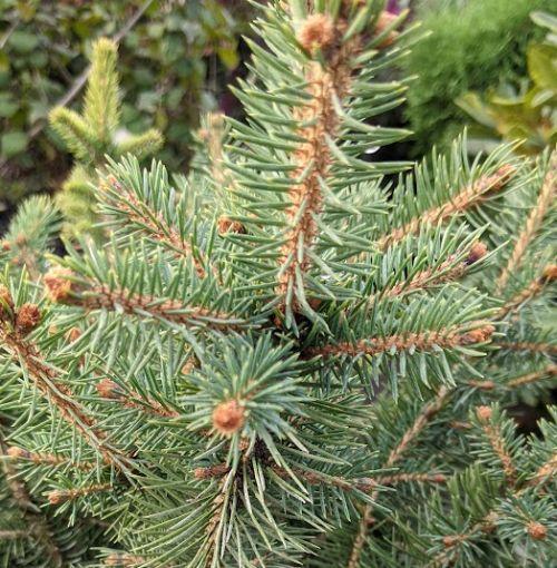 Picea pungens 'Majestic Blue'