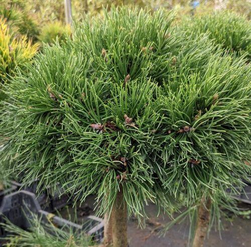 Pinus unc. 'Horni Hazle'