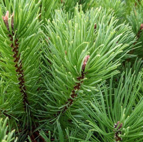 Pinus mugo mughus