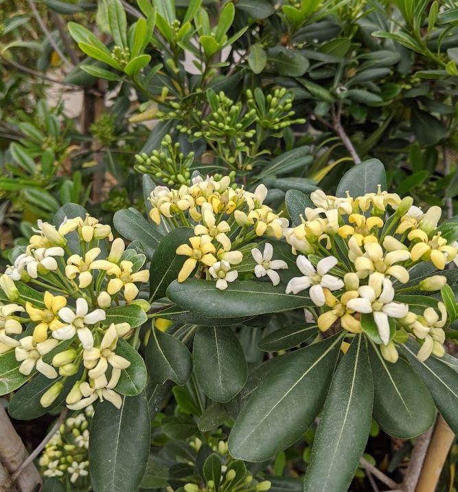 Pittosporum tobira