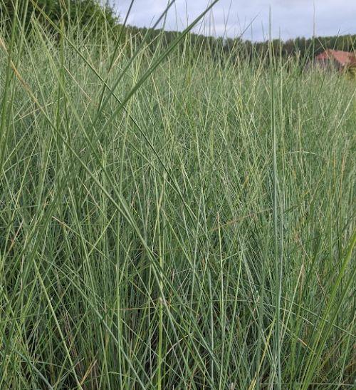 Poa labillardierei 'Glauca'