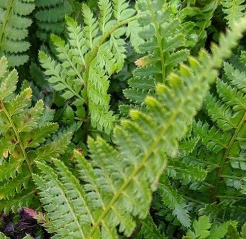 Polystichum set.'Dahlem'