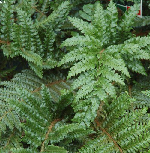 Polystichum polyblepharum