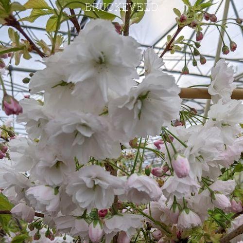 Prunus serrulata 'Shirotae'