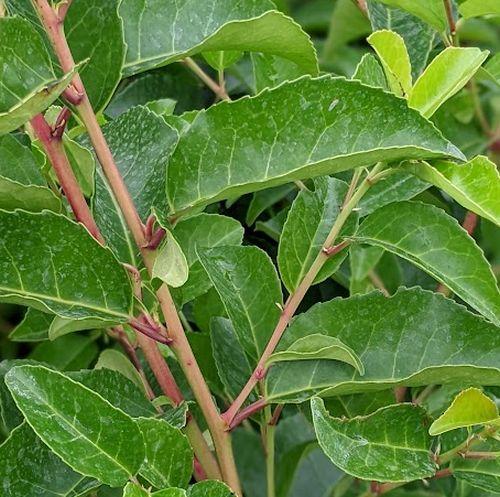 Prunus lus. 'Tico' ®