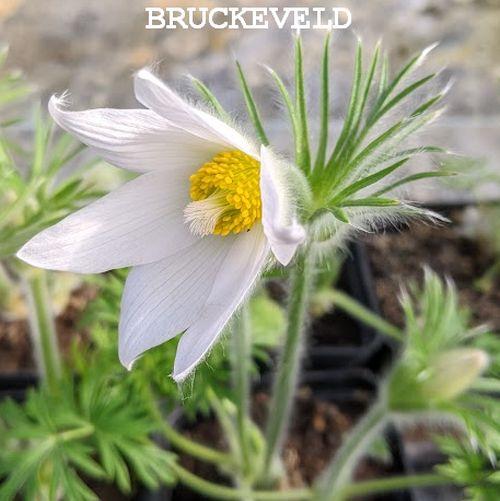 Pulsatilla vulgaris 'Alba' (White Swan)