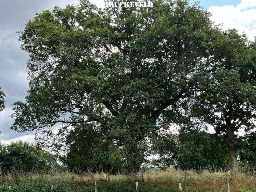 Quercus robur hoogstam