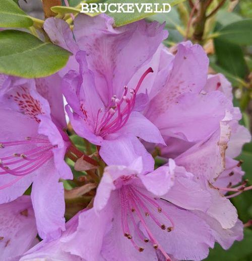 Rhododendron (T) 'Cataw.Grandiflorum' '