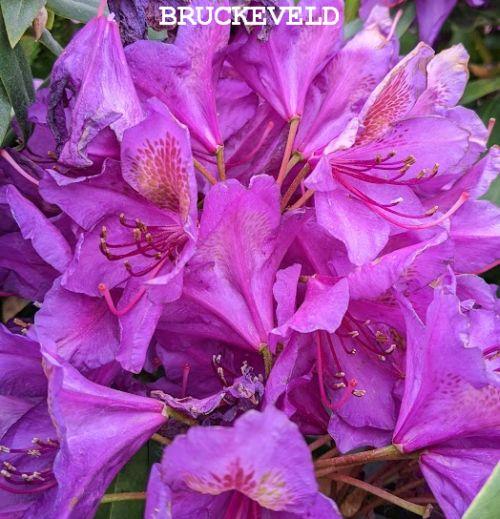 Rhododendron (T) 'Marcel Menard'