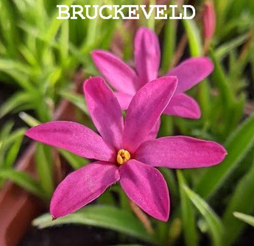 Rhodohypoxis 'Red Flyer'