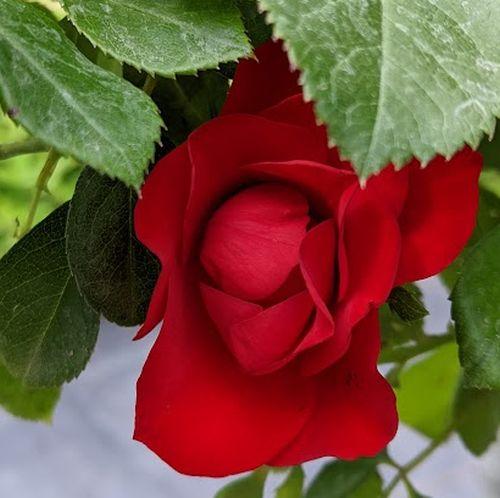 Rosa (stamroos)  'Black Forest Rose'