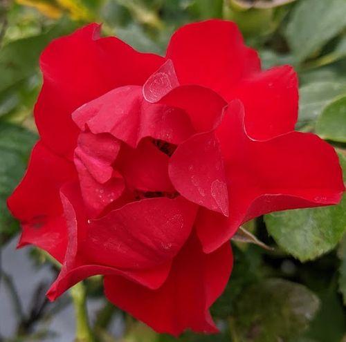 Rosa (stamroos)  'Black Forest Rose'