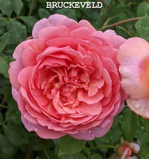 Rosa (Rom)  'Boscobel'®