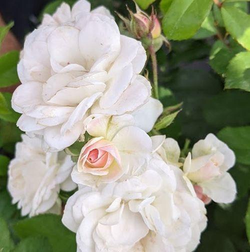 Rosa (H)  'Bouquet Parfait'®