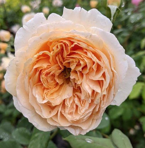 Rosa (Rom)  'Crown Princess Margaret'® '