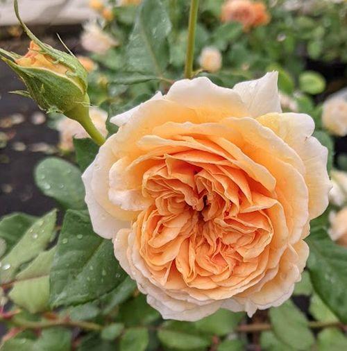 Rosa (Rom)  'Dame Judi Dench'®