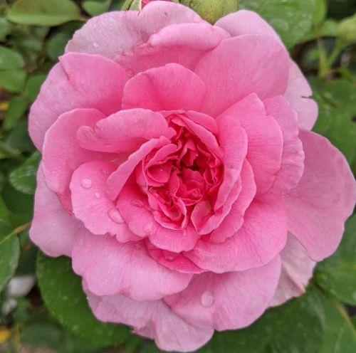 Rosa (Rom)  'Gertrude Jekyll'®