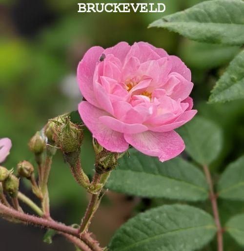 Rosa (klimroos)  'Guirlande Rose' ®