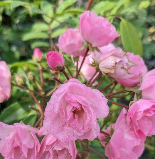 Rosa (H)  'Heavenly Pink'®