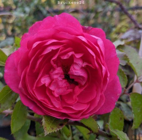 Rosa (klimroos)  'Laguna Climber'®