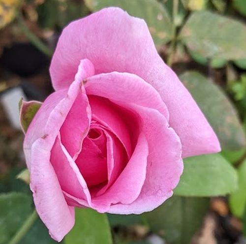 Rosa (TH)  'Liparfum'