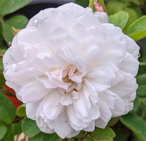 Rosa (trosroos)  'Little White Pet'