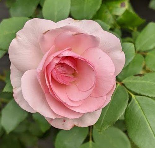 Rosa (klimroos)  'Mini Eden Rose' ®